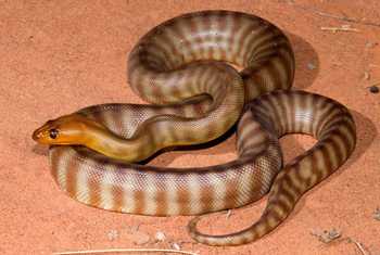 Woma Python (Aspidites ramsayi) Barkly region © Steve Wilson