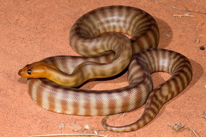 Woma Python (Aspidites ramsayi) Barkly region © Steve Wilson