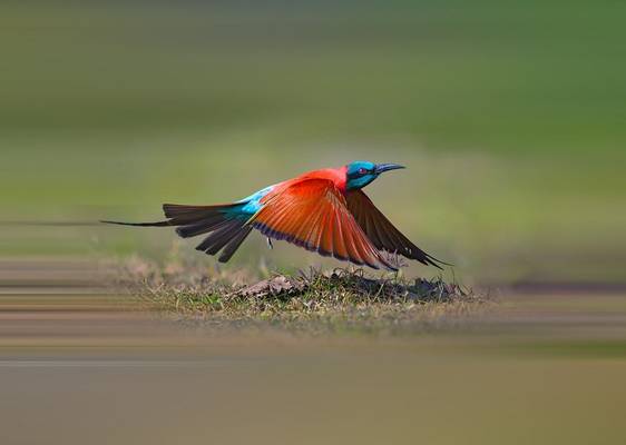 Northern Carmine Bee-eater (copy) shutterstock_1047942151.jpg