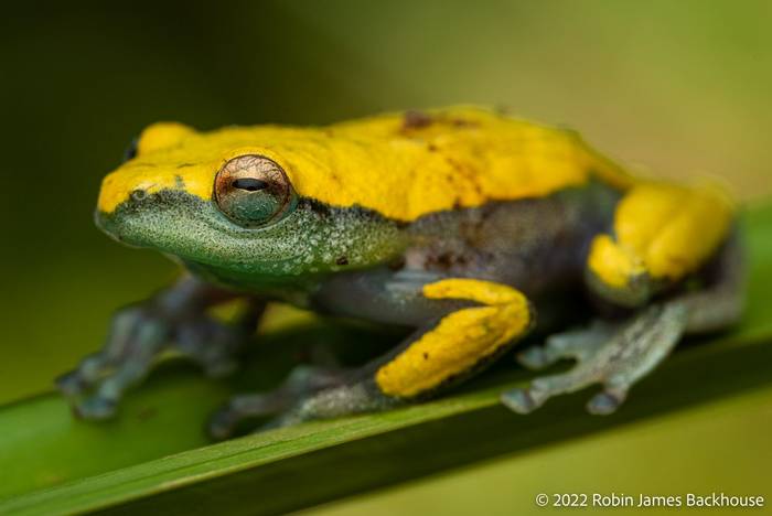 Silver-bladdered Reed Frog (Hyperolius cystocandicans) © Robin James Backhouse