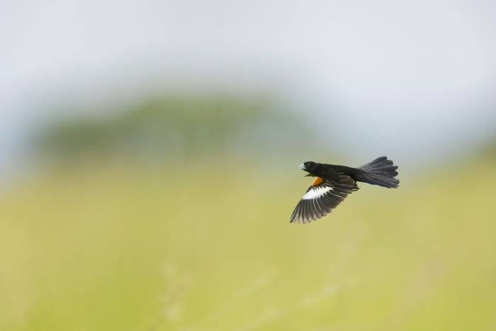 white-winged widowbird_TS2R57393.jpg