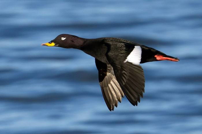 Velvet Scoter