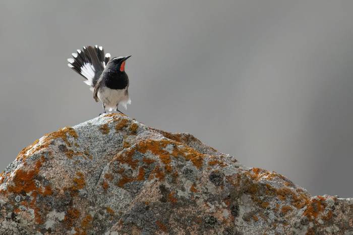 Himalayan Rubythroat © Chris Griffin, May 2025