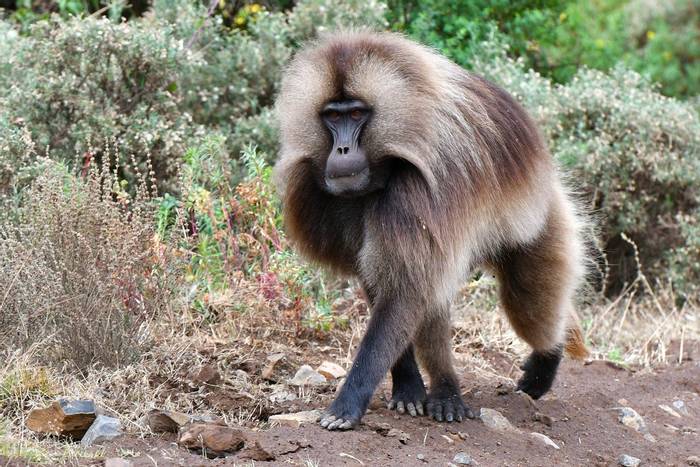 Gelada Baboon © Helen Pinchin