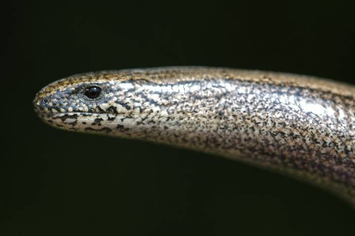 Slow Worm (Female), Josh Phangurha