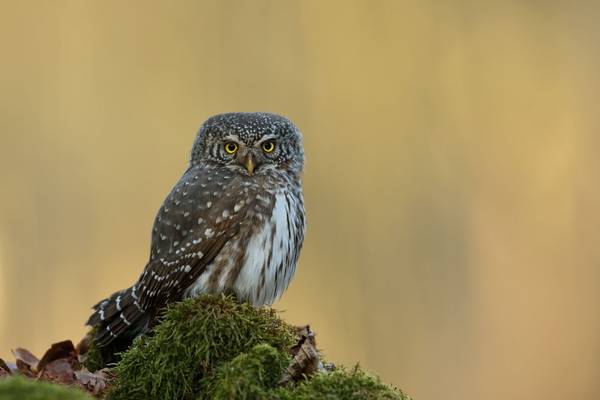 Pygmy Owl shutterstock_1694905969.jpg