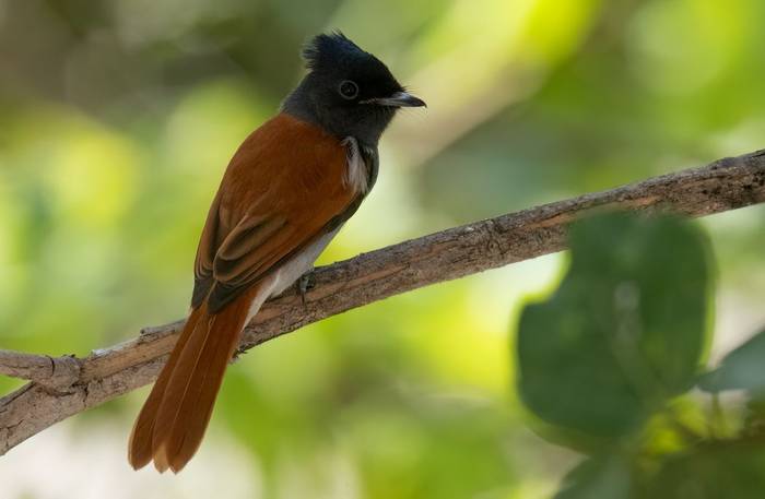 African Paradise Flycatcher © Chris Griffin, November '25 tour.jpg