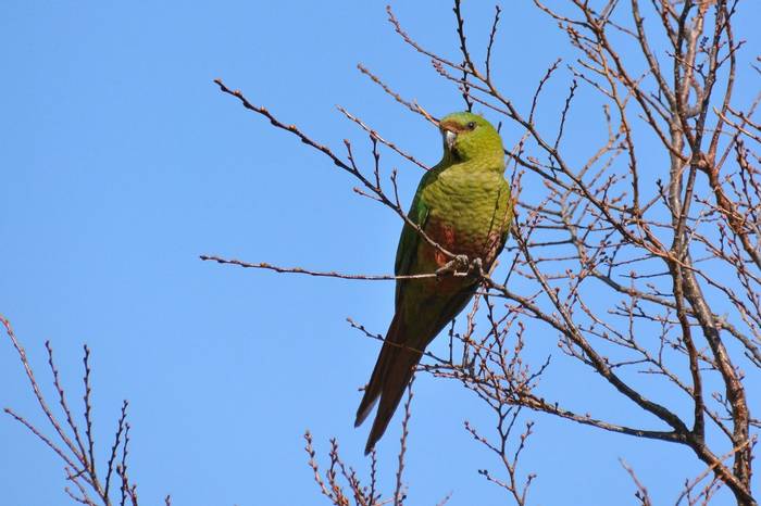 Austral Parakeet, Torres Del Paine