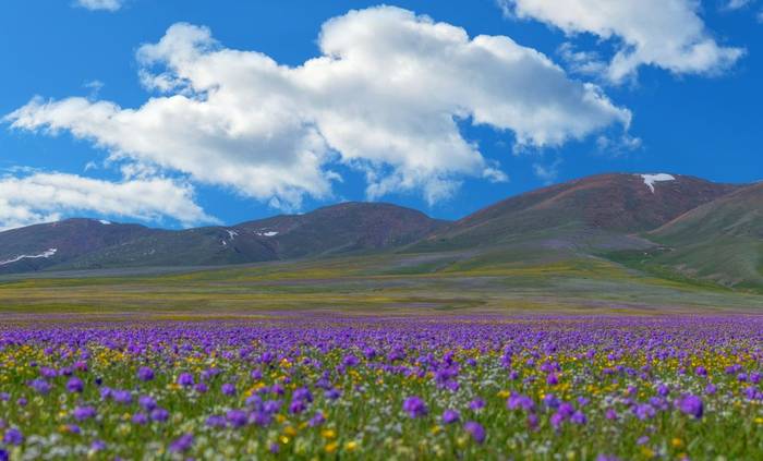 Plateau flora, Kazakhstan shutterstock_2630585119.jpg