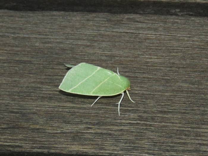 Scarce Silver-lines