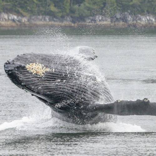 Humpback Whale, Canada