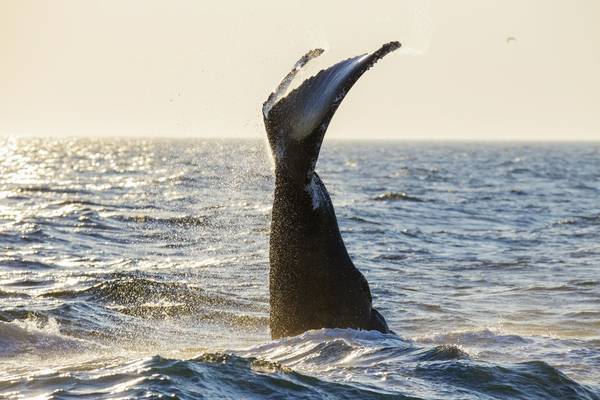 Humpback Whale, Cape Cod, USA Shutterstock 514471930