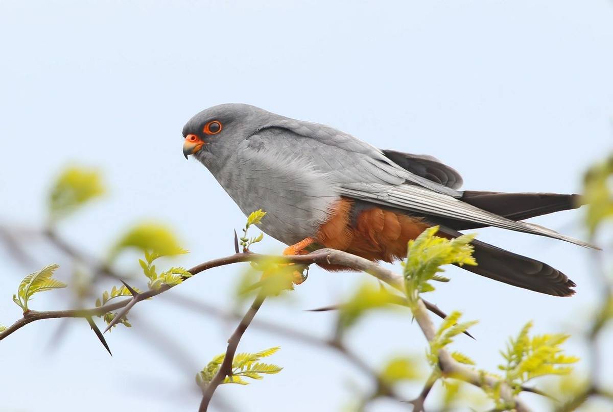 Red Footed Falcon Shutterstock 762986407