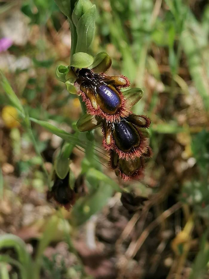 Ophrys speculum by C J Smith.jpg