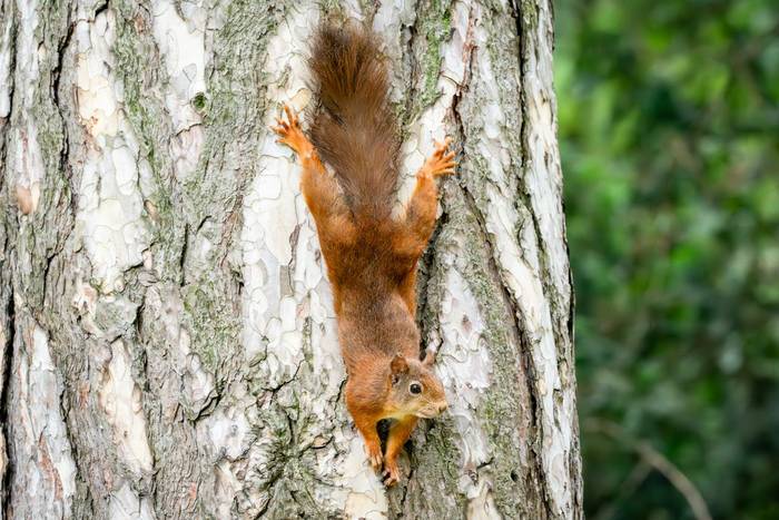 Red Squirrel (Will Crombie)