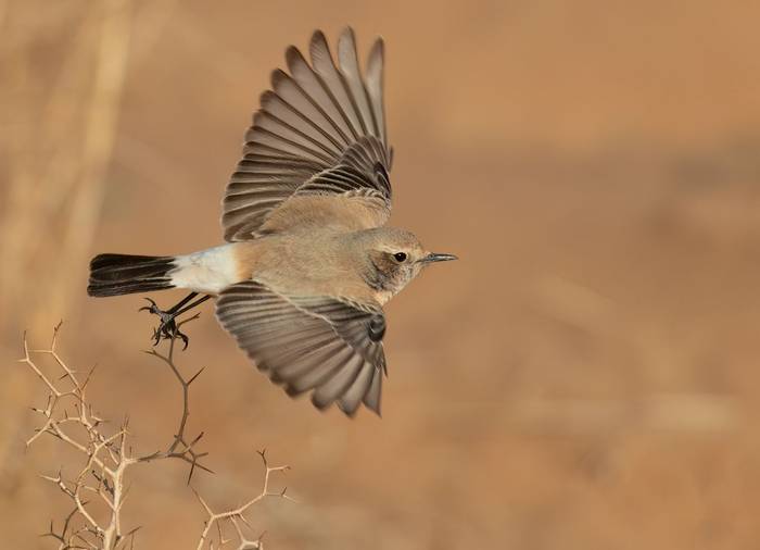 Desert Wheatear © Chris Griffin