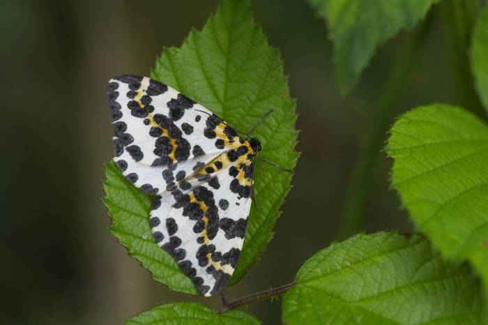 Magpie Moth, Josh Phangurha
