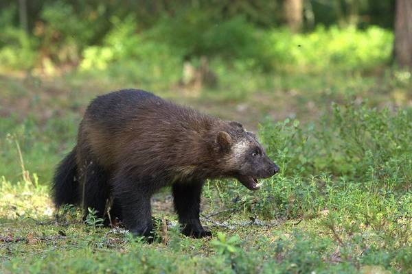 Wolverine (Jan Kelchtermans) Image