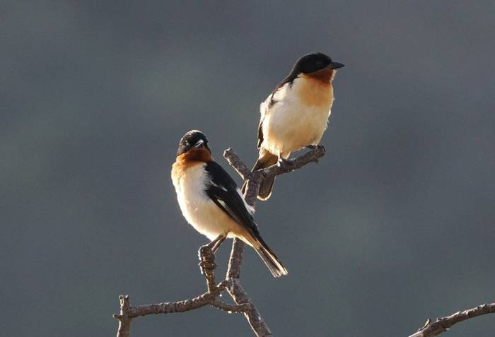 White-rumped Tanager (Andy Foster)