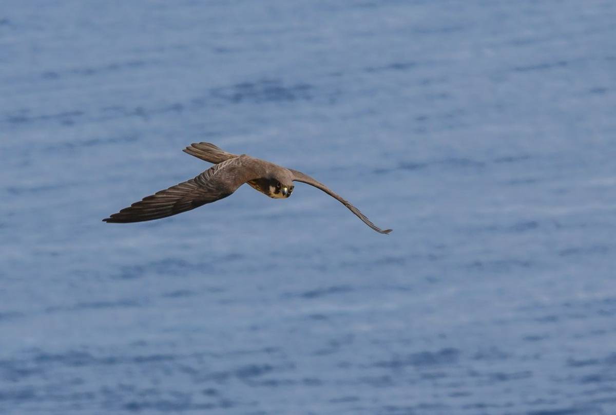 Eleonora'S Falcon Shutterstock 207545365