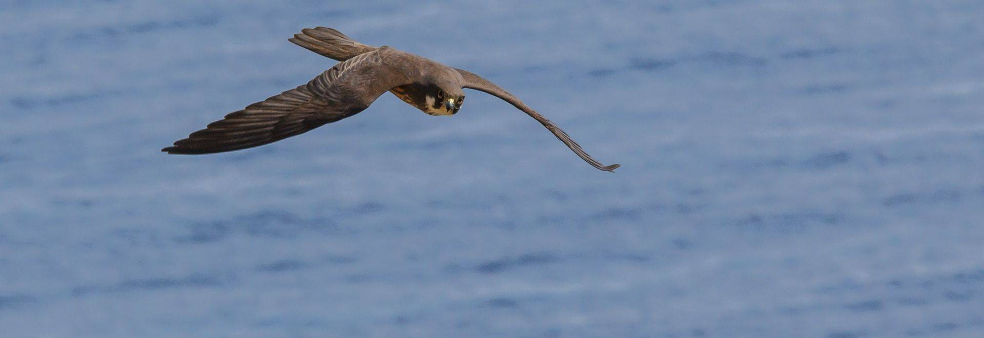 Eleonora'S Falcon Shutterstock 207545365