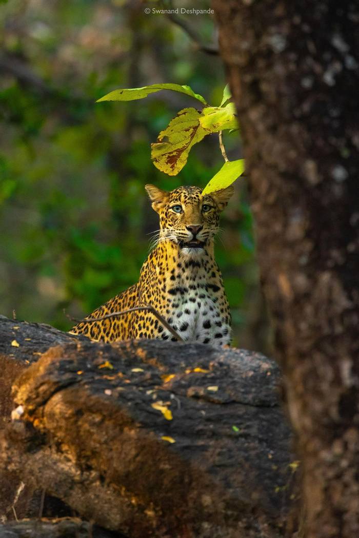 Leopard © Swanand Deshpande