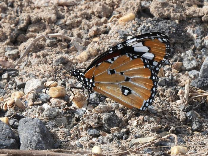 Plain Tiger © Neil Sherman, November 2025 tour