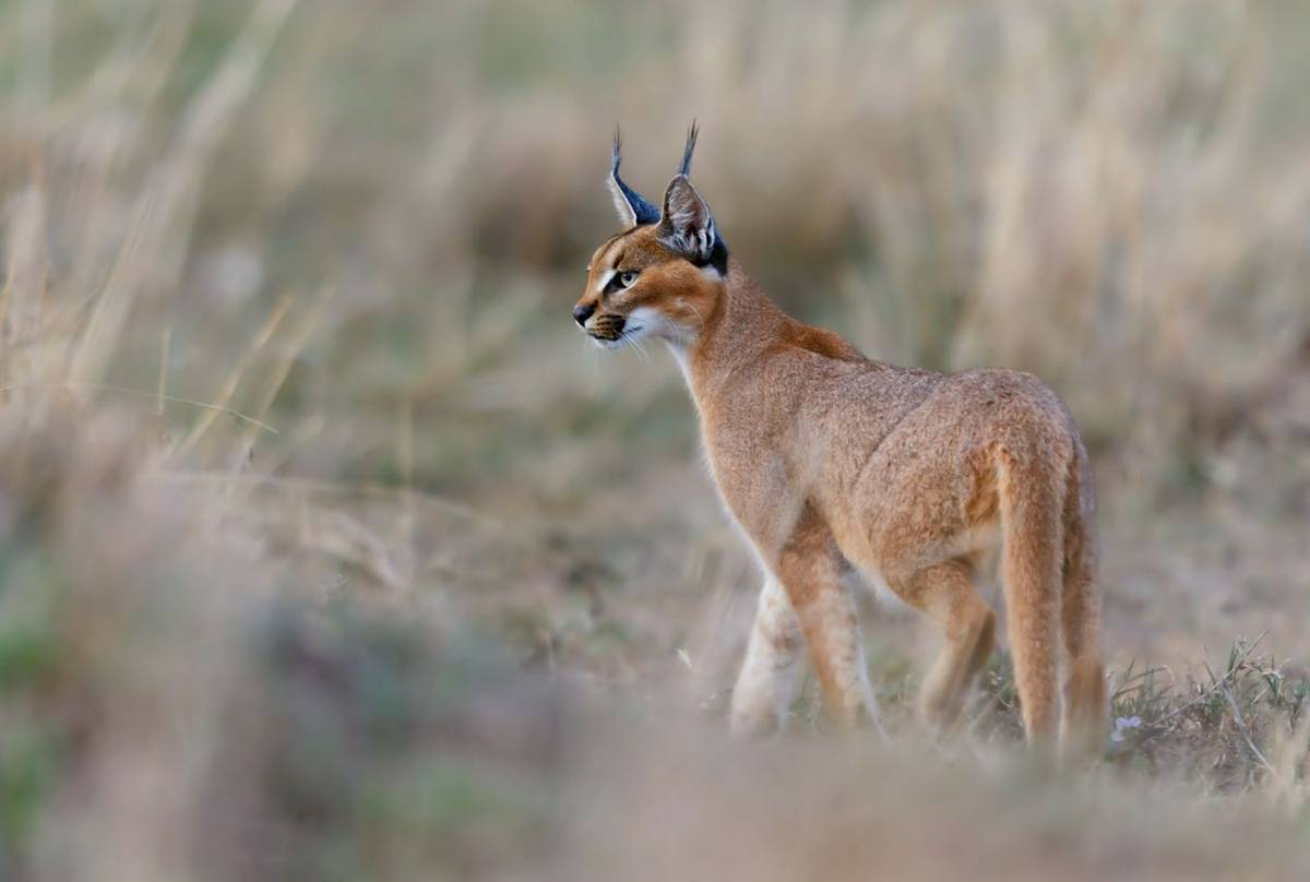 Caracal-shutterstock_530313748.jpg