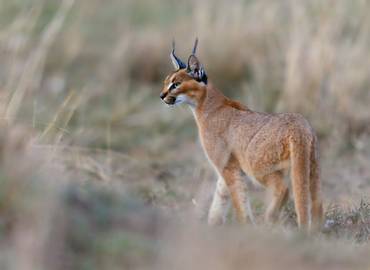 South Africa's Western Cape - Land of the Caracal