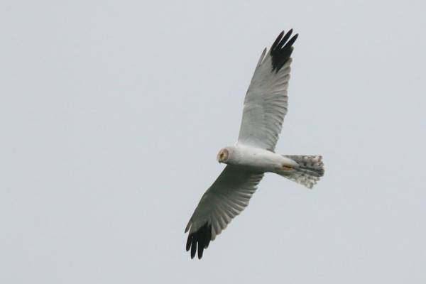 Pallid Harrier (Wim Bovens)