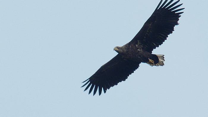 20191007_white tailed sea eagle_1.4.1.jpg