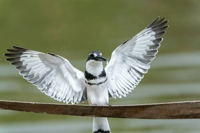 PIED KINGFISHER, GAMBIA, KEVIN ELSBY FRPS.jpg
