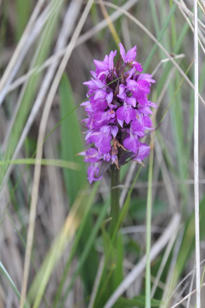 southern marsh orchid 2.jpg