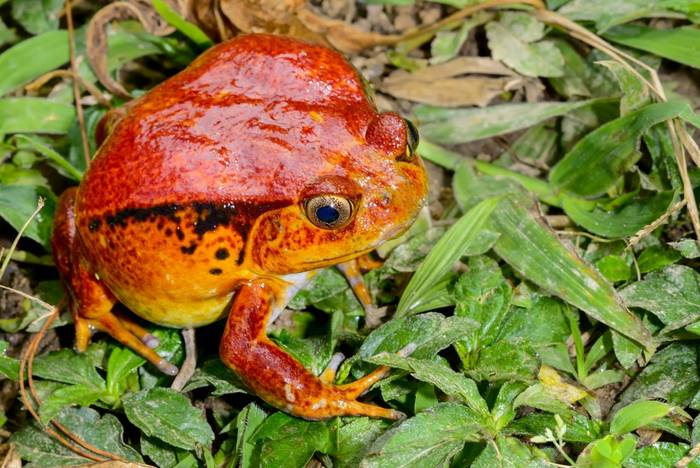 Tomato Frog, Madagascar shutterstock_112348274.jpg