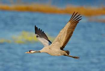 Common Crane, Sweden shutterstock_1112606315.jpg