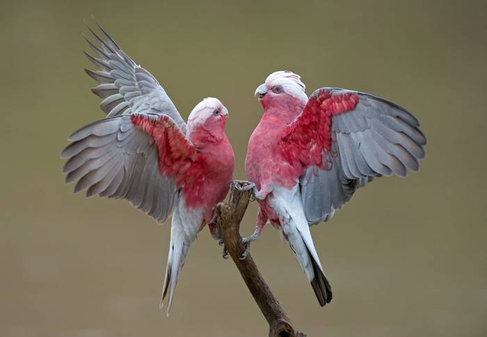 Galahs