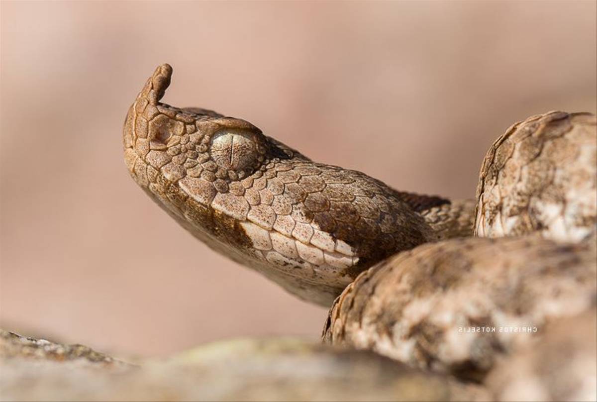 Nose-horned Viper © Christos Kotselis
