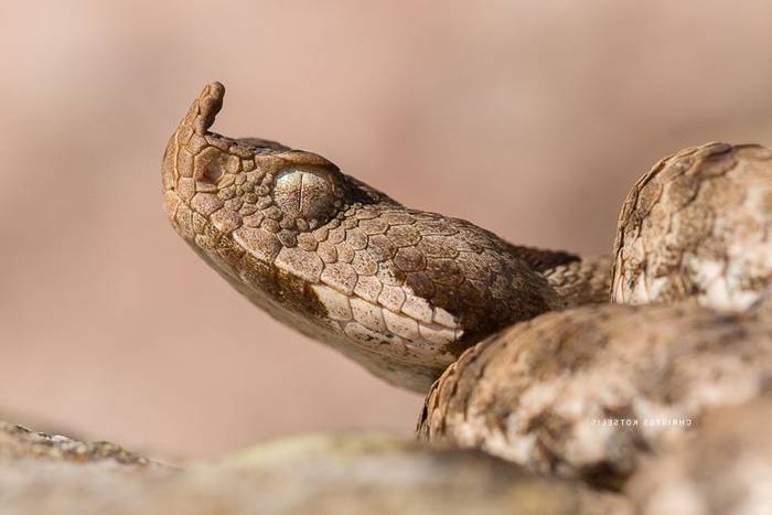 Nose-horned Viper © Christos Kotselis