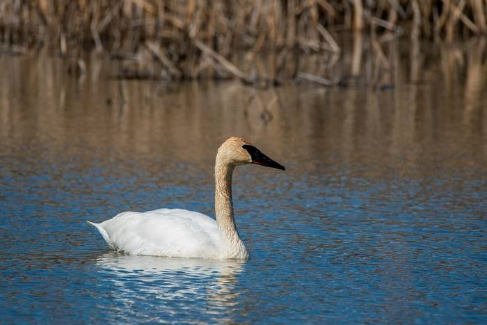 Trumpeter Swan, Ohio shutterstock_1095871604.jpg