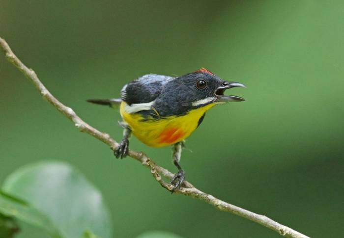 Palawan Flowerpecker (Palawan)