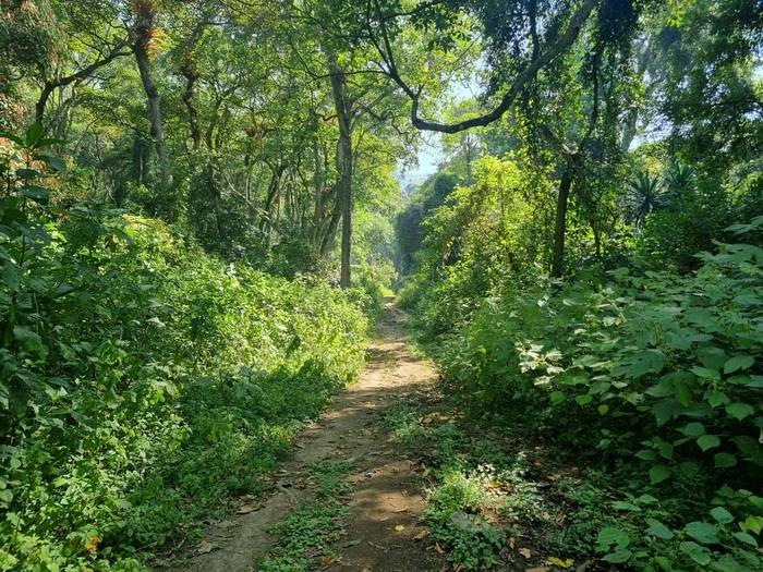 Wondo Genet  © Tim Young, November 2025 tour.jpg