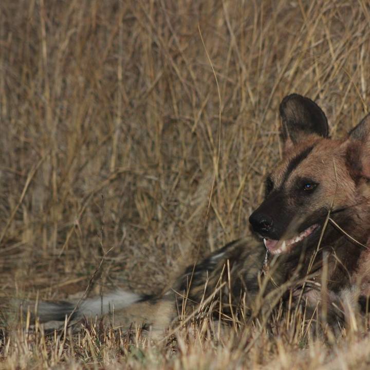 Painted Dog, Kruger, RSA