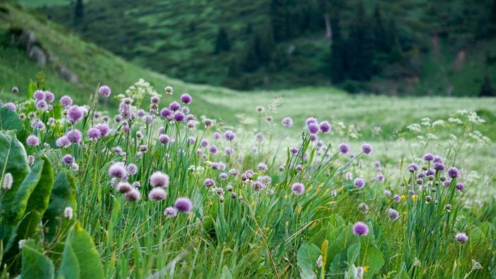 Alpine flora, Kazakhstan shutterstock_1177729771.jpg