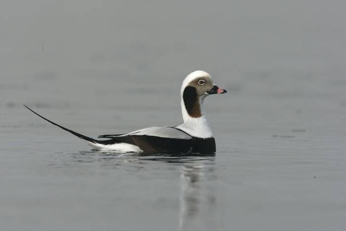 Long-tailed Duck. shutterstock_156580226.jpg