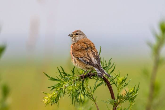 Linnet, UK shutterstock_290210780.jpg