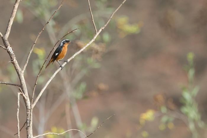 Moussier's Redstart © Dan Kane Image