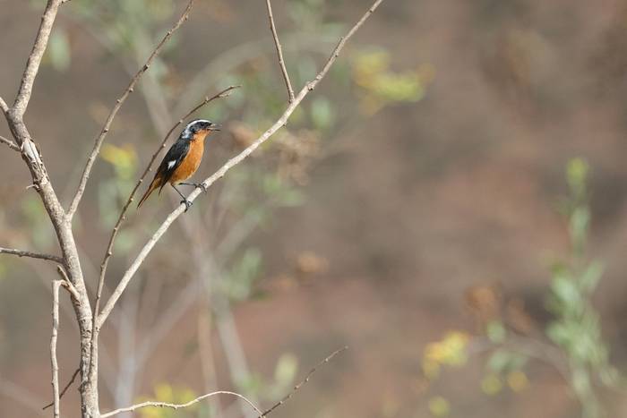 Moussiers Redstart © Dan Kane, September 2025 tour