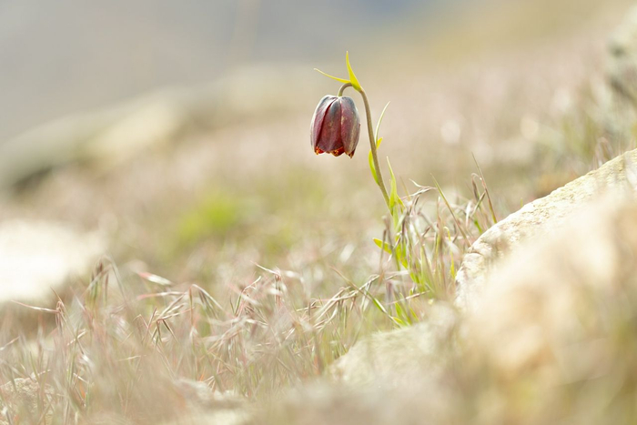 Fritillaria macrocarpa © Simone Giachello Image