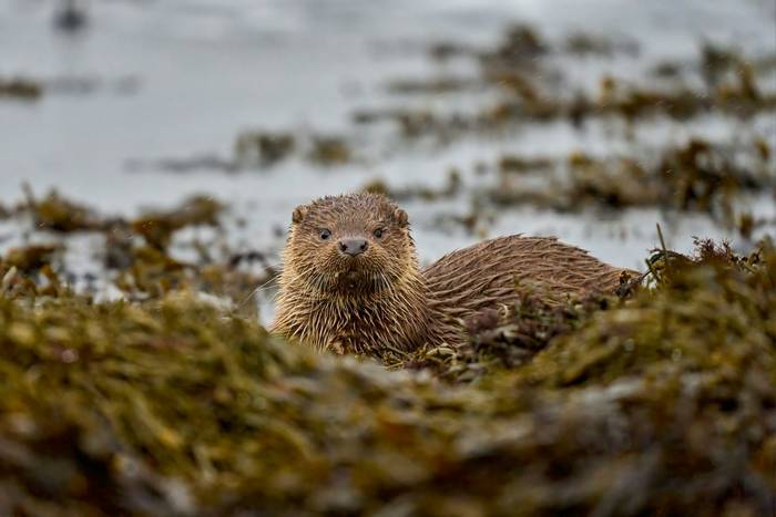 Otter, Shetland shutterstock_2282035465.jpg
