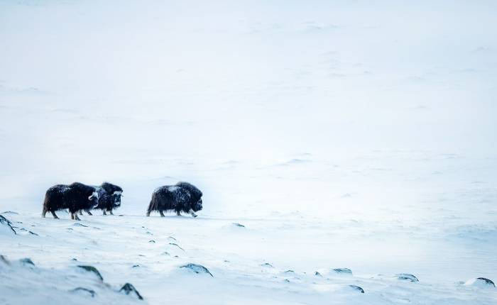 A group of musk ox (Ovibos moschatus) walking across a vast, snow-covered mountain range in Dovrefjell-Sunndalsfjella Nation…